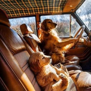 Meet your Posher, Thomas